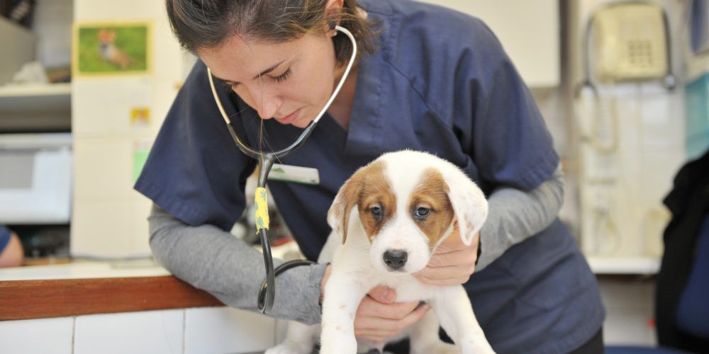 Puppy and vet image